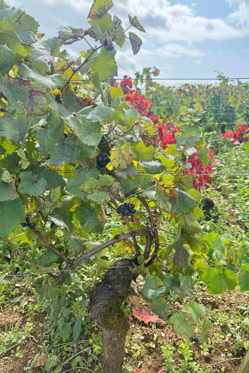 19.11 | Taste Beaujolais Beyond Nouveau